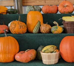 Cover photo for Saving Gourd and Pumpkin Seeds!