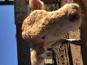 Cover photo for 2021 Cattle College Class