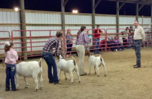 Cover photo for 4-H Youth Livestock Show at the Pitt County Fair
