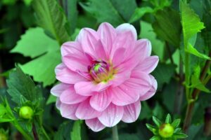 pink dahlia