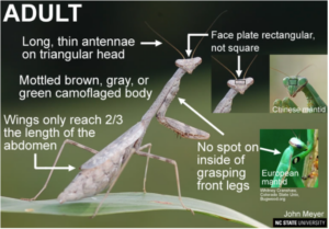 Cover photo for Praying Mantis – Garden Hunters