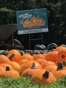 Cover photo for 2021 Gaston County Pumpkin Cultigen Yield Evaluation