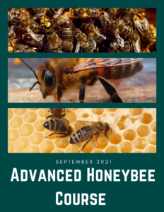 Cover photo for Advanced Honeybee Course