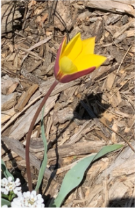 Cover photo for Perennial Tulips – Tulipa Clusiana