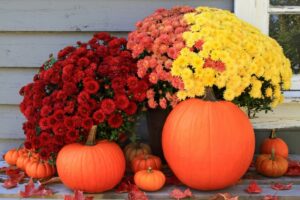 image of fall display of mums and pumkins