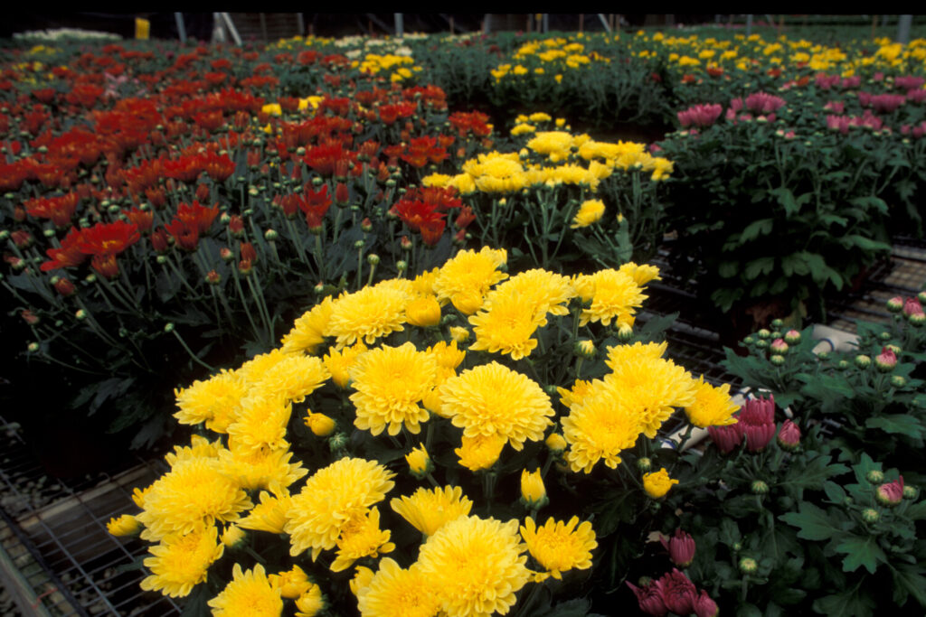 Pest Alert Chrysanthemum Pests for Growers N.C. Cooperative Extension