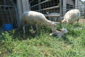Cover photo for Lambing and Kidding Cheat Sheet for Beginning Small Ruminant Producers