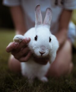 white bunny rabbit