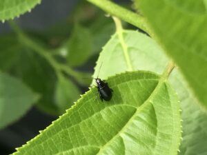 Cover photo for Incorporating Granular Imidacloprid in Ornamental Container Nursery Substrate to Reduce Red-Headed Flea Beetle Injury