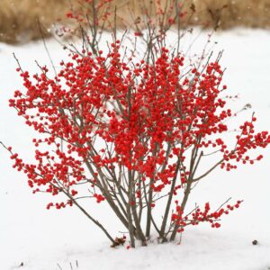 image of winterberry holly