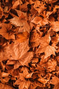 Image of orange fall leaves