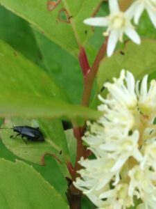 Cover photo for Red-Headed Flea Beetle Management in Container Nursery Production