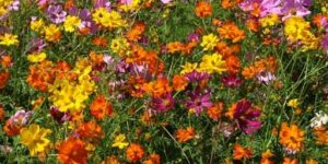 Cover photo for Planting Wildflowers Lunch & Learn