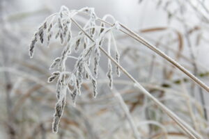 frozen plant