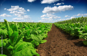 Tobacco Field