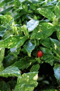 Cover photo for Selecting Broad-Leaved Evergreens for the Landscape