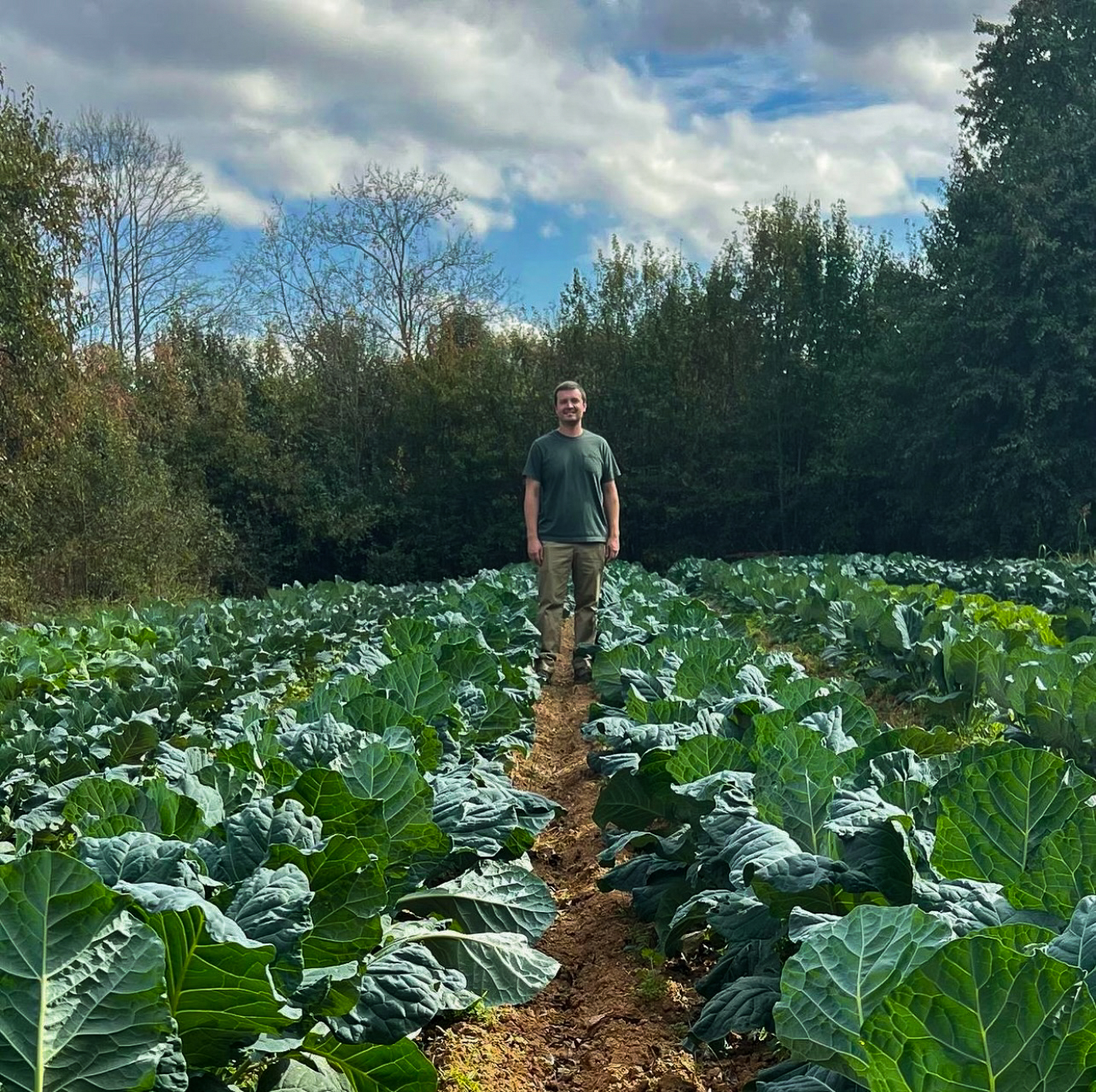 Collards in North Carolina N.C. Cooperative Extension