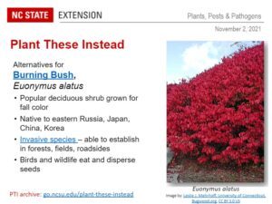 slide presenting alternatives to burning bush for fall color