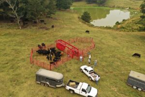 The OK Corral is being used to load out calves onto trailers and head for the sale. (Credit: Seth Nagy)