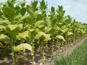 tobacco field