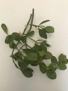 Cover photo for What Is Mistletoe?