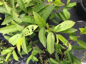 Cover photo for Topdressing Granular Imidacloprid to Reduce Red-Headed Flea Beetle Injury