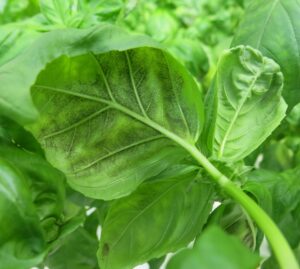 Cover photo for Master Gardener℠ Volunteers Participate in Second Year of Basil Downy Mildew Trial