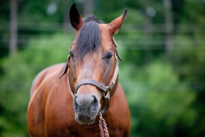 Cover photo for A New Club Gallops Into Wilkes County