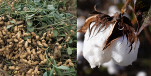 Cover photo for 2022 Yield Contest