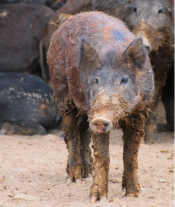 Feral Swine