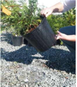 Cover photo for Haywood County Nurseries Save Money by Monitoring Plant Nutrition