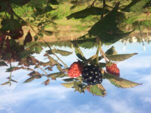 Tiny Asian wasps may be released in NC to help manage Spotted Wing Drosophila in berry crops.