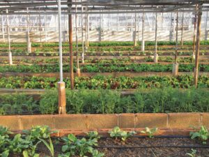 Veg production, greenhouse