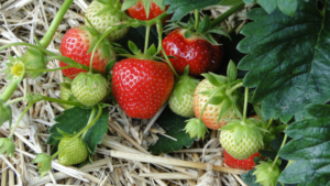 strawberries on vine
