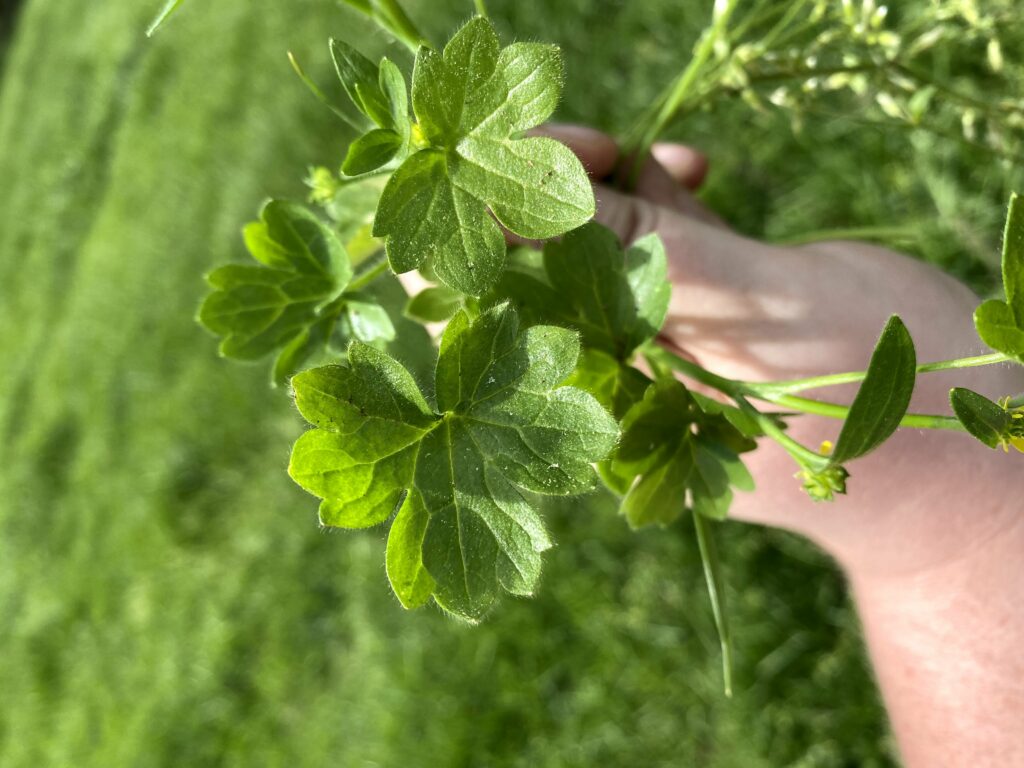 Buttercup Control in Pastures N.C. Cooperative Extension