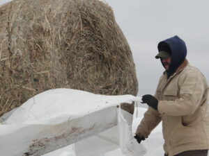 feeding hay in the snow