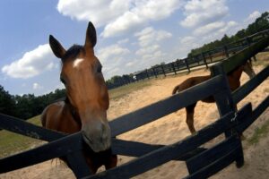 Horse Club 4-H