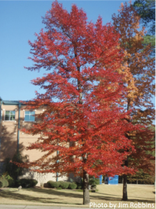 Cover photo for How Trees Can Lower Your Energy Bill