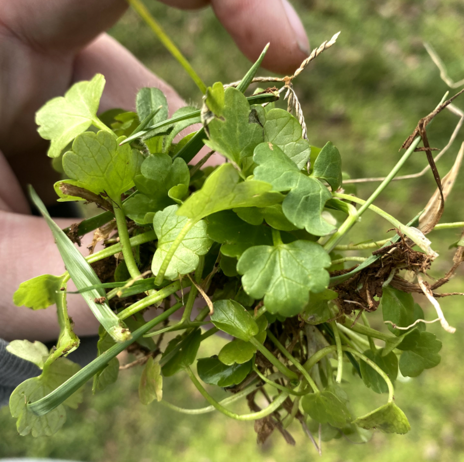 Buttercup Control in Pastures N.C. Cooperative Extension