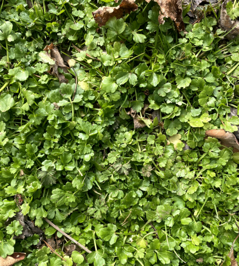 Buttercup Control in Pastures N.C. Cooperative Extension