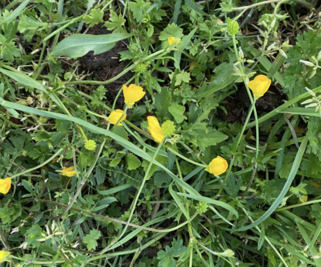 Buttercup Control in Pastures N.C. Cooperative Extension