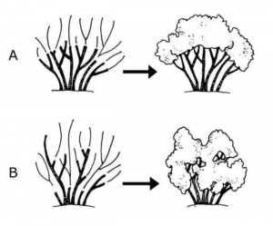 diagrams of shrub pruning