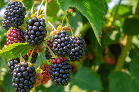 blackberries