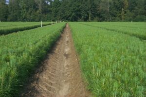 pine seedlings