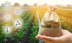 Cover photo for Farmers Need Detailed Plan for Managing Risks