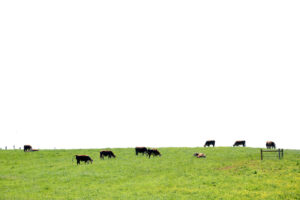 Cows grazing in pasture