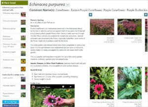 Screenshot of purple coneflower profile from the Plant Toolbox