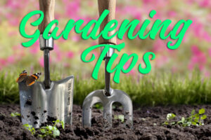 Cover photo for Monthly Gardening Tips