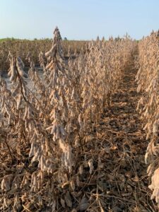Cover photo for 2021 North Carolina Soybean Yield Contest Results