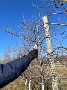 Cover photo for Alamance Gardener February 2022